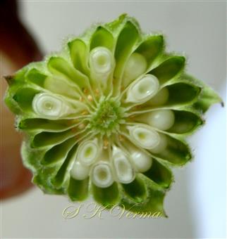 Fruit (Schizocarp)-Young - T.S.